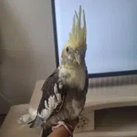 معاوضع با گوتوله