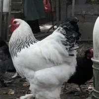 خروس برهما جوان ۹ ماهه