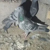 کفتر