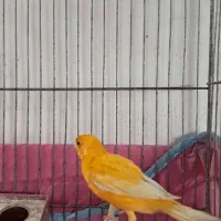 فروش یک عدد قناری نر شور|پرنده|اردکان, |دیوار