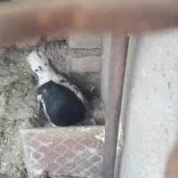 کفترکله سیاه گمشده