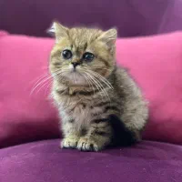 توله گربه بریتیش