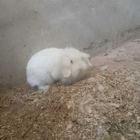 لاری هابامرغ محلی معاوضه