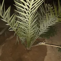 برازجان تم گرو کوچه کنار پم بنزین رتبه