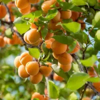 پیش فروش نهال زردآلو شکرپاره