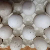 تخم قوغاز نطفه دار