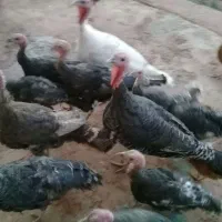 بوقلمون|حیوانات مزرعه|کوهدشت, |دیوار