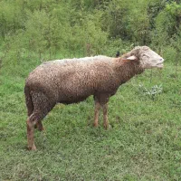 فروش نر رومن