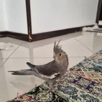 عروس هلندی