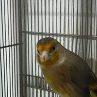 سهره قناره نرخوش رنگ|پرنده|کرمانشاه, |دیوار