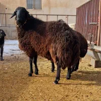 شیشک قوچ تخمی