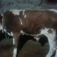 گوساله نر سمینطال