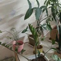 گل های آپارتمانی|گل و گیاه طبیعی|مشهد, بهاران|دیوار