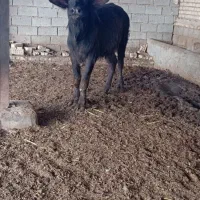 گاومیش حشوا