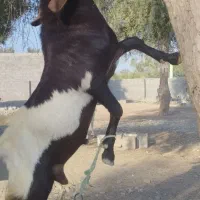 نری یک ساله پاکستانی اصل|حیوانات مزرعه|میناب, |دیوار