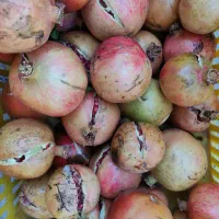 انار خطی جون از باغدار بخر|خوردنی و آشامیدنی|تفت, |دیوار