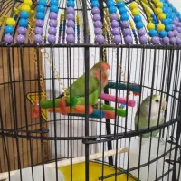 طوطی برزیلی|پرنده|بوکان, |دیوار