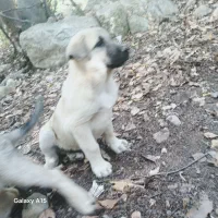 سگ پژدر|سگ|آمل, |دیوار