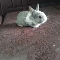 بچه خرگوش خاکستری