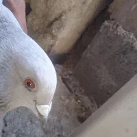 الماسی خط سفید