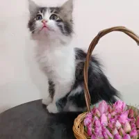 واگذاری بچه گربه