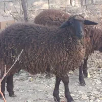 بره فروشی|حیوانات مزرعه|شاهرود, |دیوار