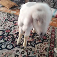 بره نر شیری زات دار ۷ میلیون|حیوانات مزرعه|مرودشت, ثبت احوال|دیوار