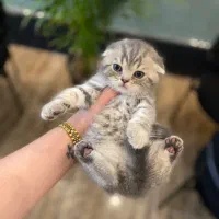 اسکاتیش بلو گلد