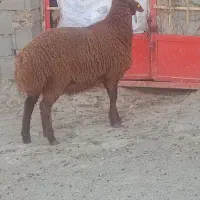 بره همو