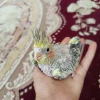 جوجه عروس هلندی