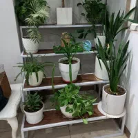تولیدی استند گل و گلدان مدرن چند طبقه فلزی و چوبی|گل و گیاه طبیعی|اصفهان, طاحونه|دیوار