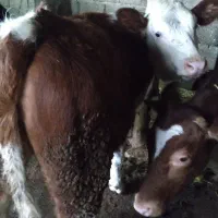 گوساله سیمینتال