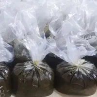 سبزی قورمه سرخ شده