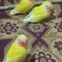 کوتوله برزیلی|پرنده|شیراز, بازار|دیوار