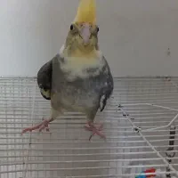 عروس هلندی|پرنده|رضویه, |دیوار