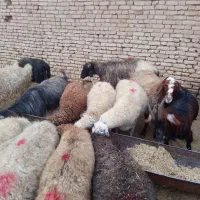 میش و بز داشتی|حیوانات مزرعه|آباده, |دیوار