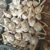 سیر (درجه1)صادراتی