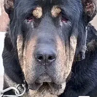 ببر سیاه آماده