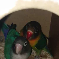 طوطی برزیلی مولد باقفس ولانه رنگ خاص|پرنده|سرپل ذهاب, |دیوار