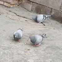 کبوتر|پرنده|دزفول, |دیوار