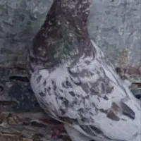 نامور|پرنده|لالجین, |دیوار