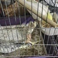 عروس هلندی|پرنده|یزد, |دیوار