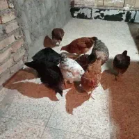 مرغ و خروس گلپایگان