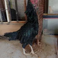 خروس و مرغ لاری دونگ بالا افغان..در رباط کریم|حیوانات مزرعه|تهران, بوستان ولایت|دیوار