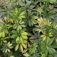 فروش ویژه شفلرا ابلق سطل سه