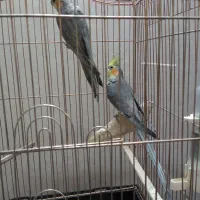 ۲ عددعروس هلندی طوطی قناری مرغ عشق مرغ مینا