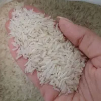 برنج هاشمی گلستان همکاری ۱۵۰(تناژ)|خوردنی و آشامیدنی|اسلامشهر, مسکن مهر اسلاشهر (شهرک امام خمینی)|دیوار