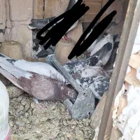 کفتر تهرونی