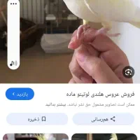 یک عدد عروس هلندی لتیو گم شده