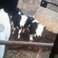 تلیسه پای کل